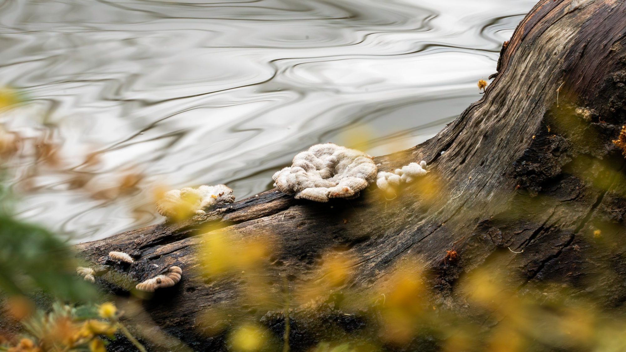 Hongos blancos sobre un tronco junto a un río